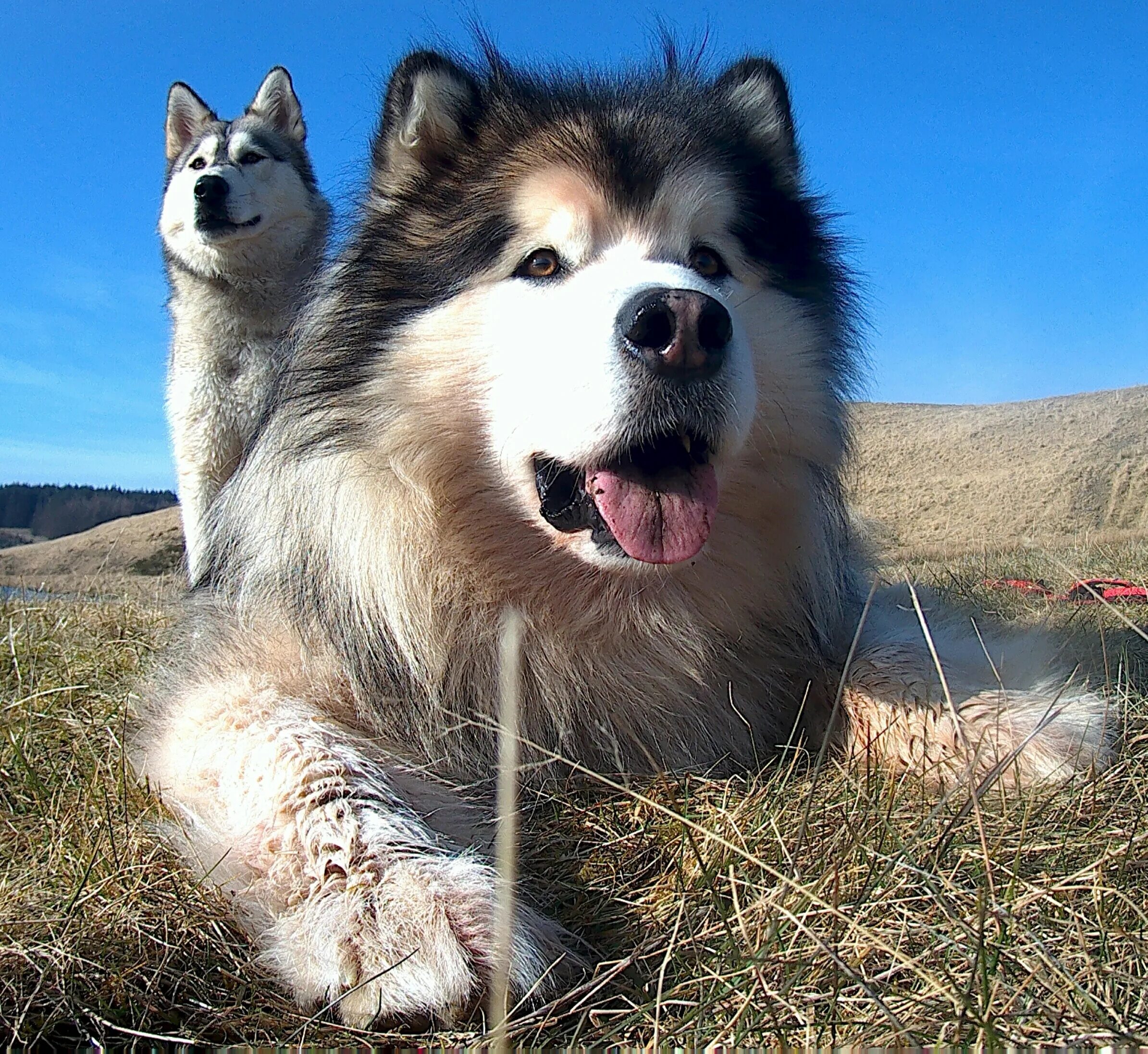 последняя версия лайка