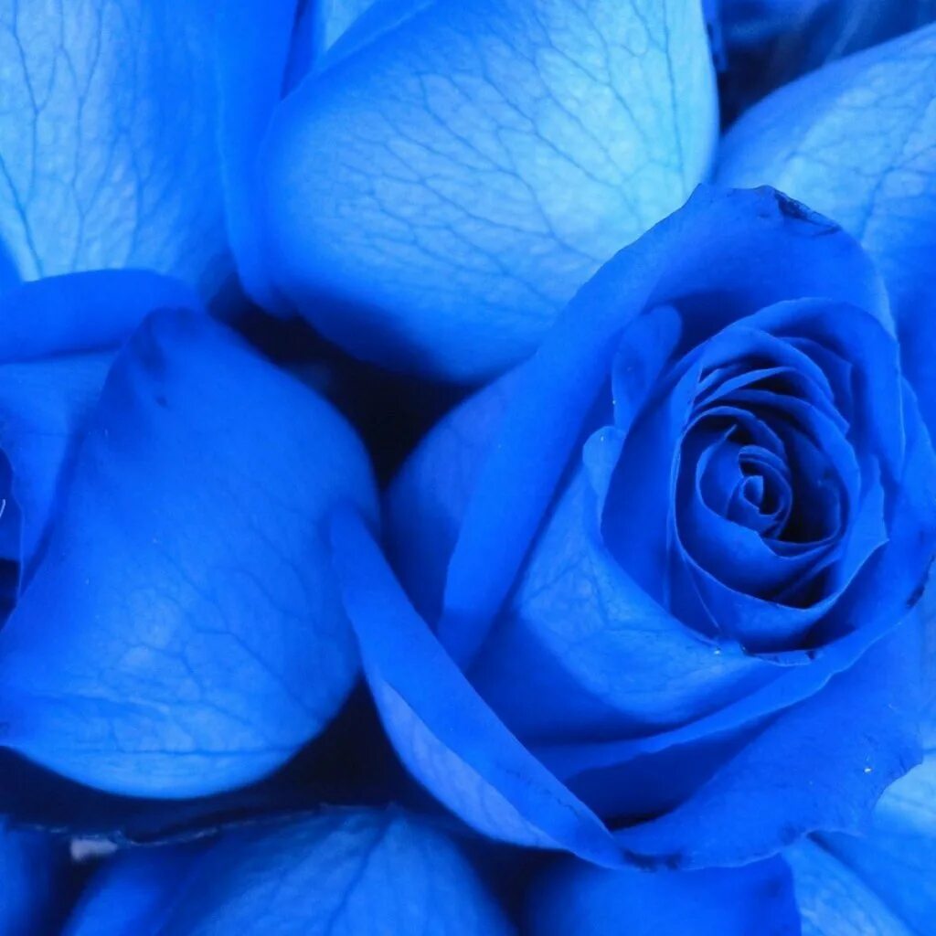 Интерьер в бирюзовых тонах. Голубые розы сантори. Рио 2 голубчик и жемчужинка. Два голубой и синий. Два голубя.