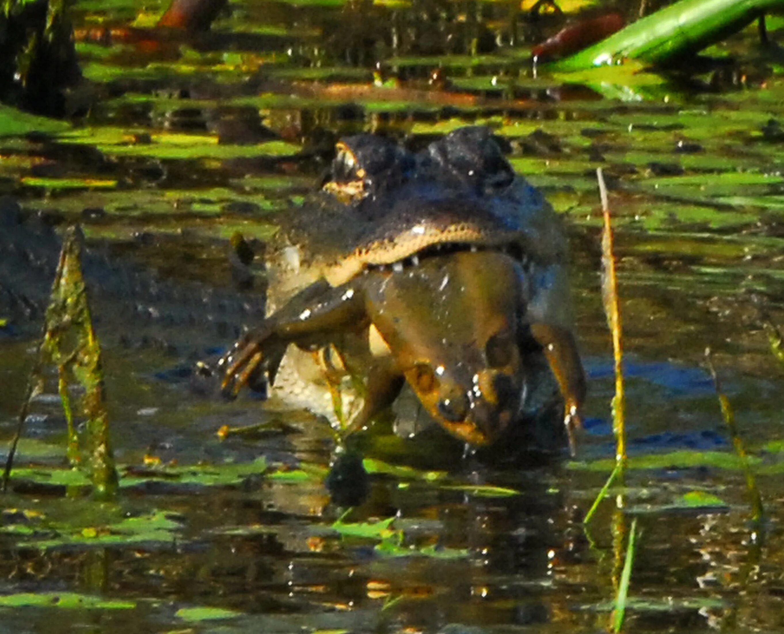 Добыча лягушек. Американская лягушка-бык, lithobates catesbeianus.. Жаба водонос. Жаба бык водонос. Жаба водонос охотится.