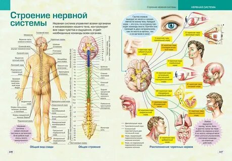 Общая анатомия это