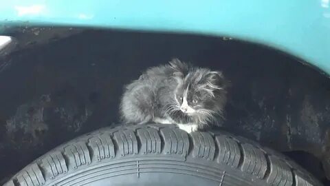 Кошка под машиной