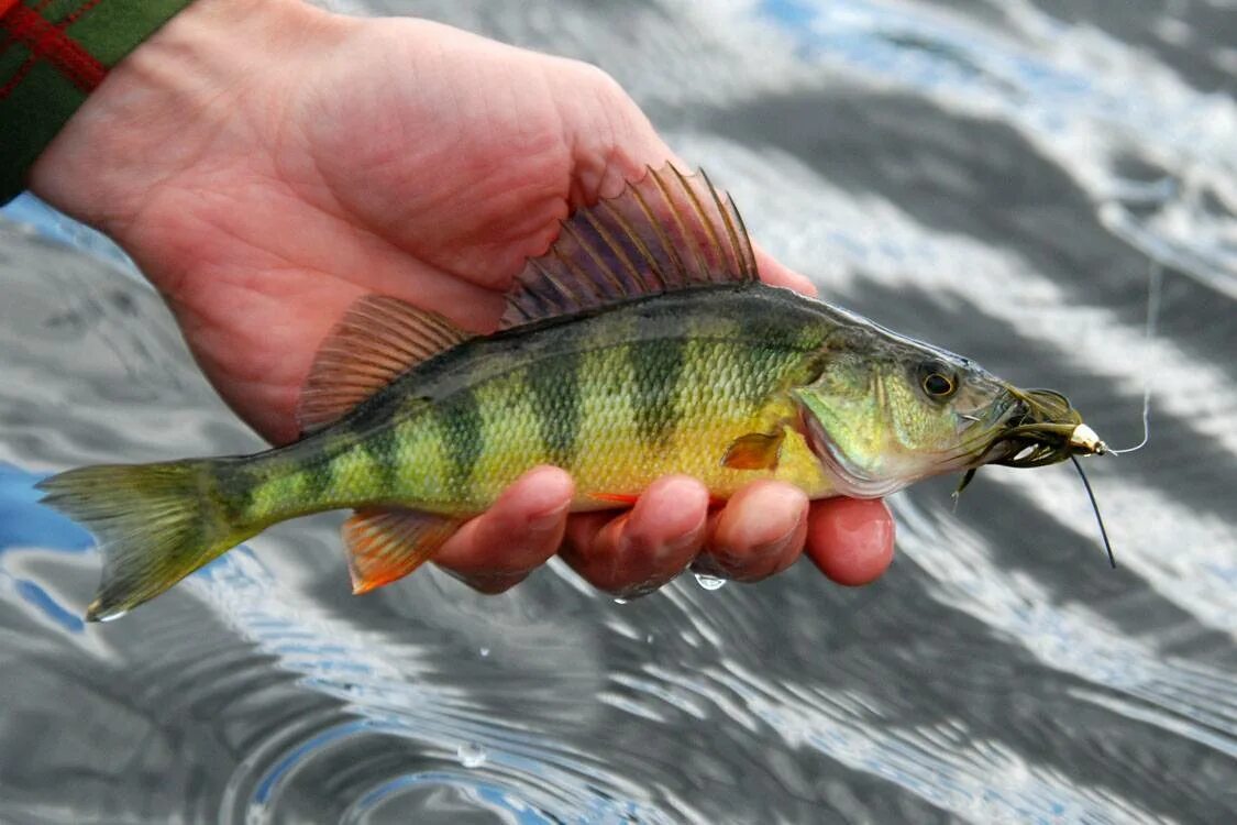 Как выглядит рыба окунь. Как выглядит рыба окунь. Окунь берекс. Рыба окунь речной. Речной окунь.