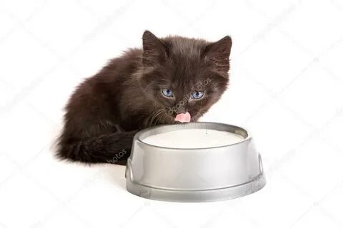 Котята выросли немножко а есть из блюдца