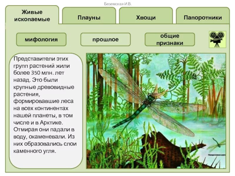Значение хвощей таблица. Папоротники хвощи плауны представители. строение мхов плаунов хвощей и папоротников. представители папоротников хвощей и плаунов. полный хвощи папоротники представители.