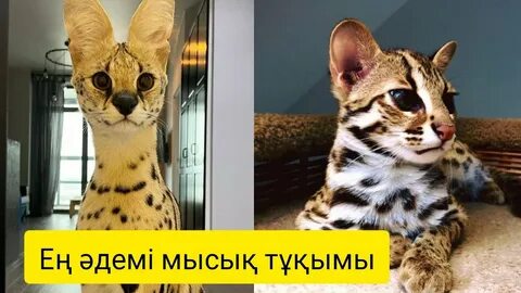 клизма іш порно