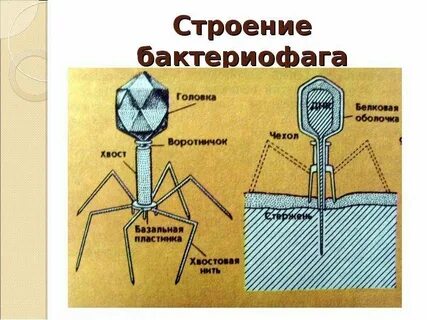 Укажите структуры бактериофага
