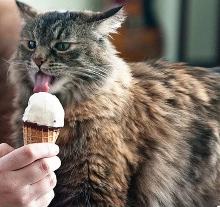 Коты и мороженое. Кошка мороженое. Кот ест мороженое. Котик кушает мороженое. Коты мороженщик