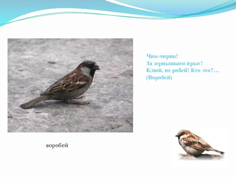 Чик воробей. Кто такой воробей. Кто такой пернатый. Чик воробей. Chig`iriq.