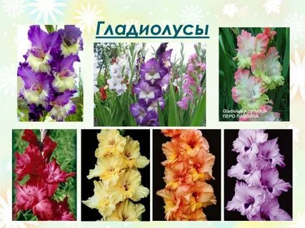 Гладиолус значение