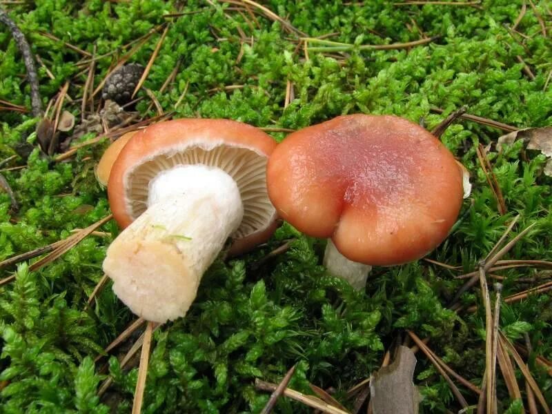 Мокруха еловая (Gomphidius glutinosus) фото и описание