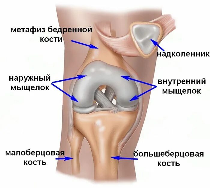 Внутренний мыщелок большеберцовой