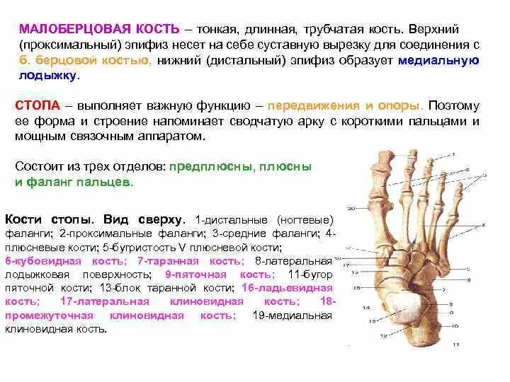 Мкб 10 плюсневая кость. Анатомия 5 плюсневой кости стопы. Бугристость 5 плюсневой кости анатомия. Дистальный эпифиз плюсневых костей?. Перелом проксимального эпифиза 5 плюсневой.