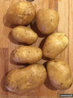 Сорт бриз характеристики