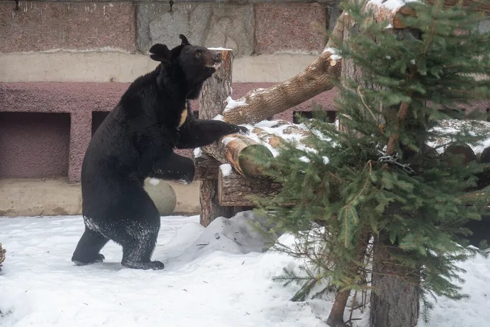 Погода медведов. Гималайский медведь. Медведь в зоопарке. Медведь после спячки. Бритый Гималайский медведь.