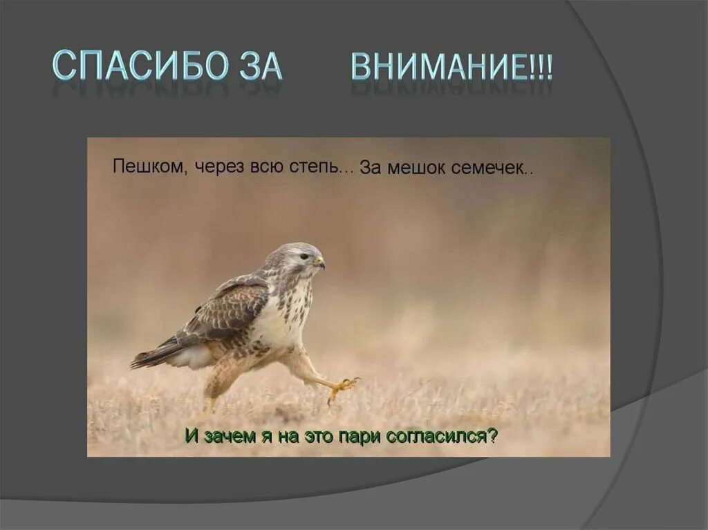 Образ жизни птиц открытых пространств. Птицы открытых пространств. Птицы открытых пространств представители. Птицы открытых мест обитания. Птицы открытых воздушных пространств представители.