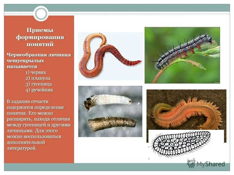 Тип личинки каподеовидный. Дождевые черви редуценты. Веснянки строение. Класс кольчатых червей тип многощетинковые. Животные паразиты примеры.