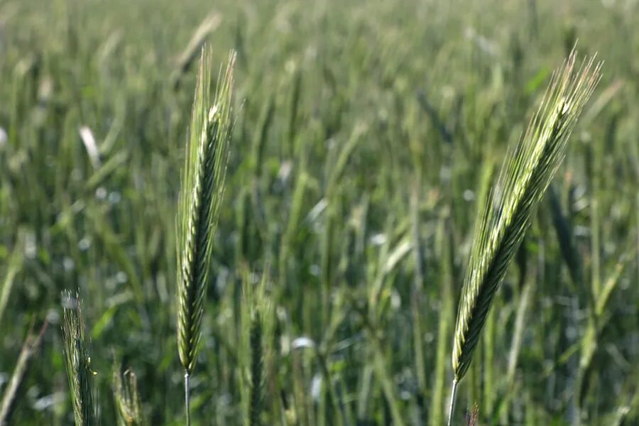 Еланчик сорт озимой пшеницы. Сорт озимой пшеницы борвий. Семена пшеницы безостая 100. Семена пшеницы безостая 100. Сорт озимой пшеницы скипетр.