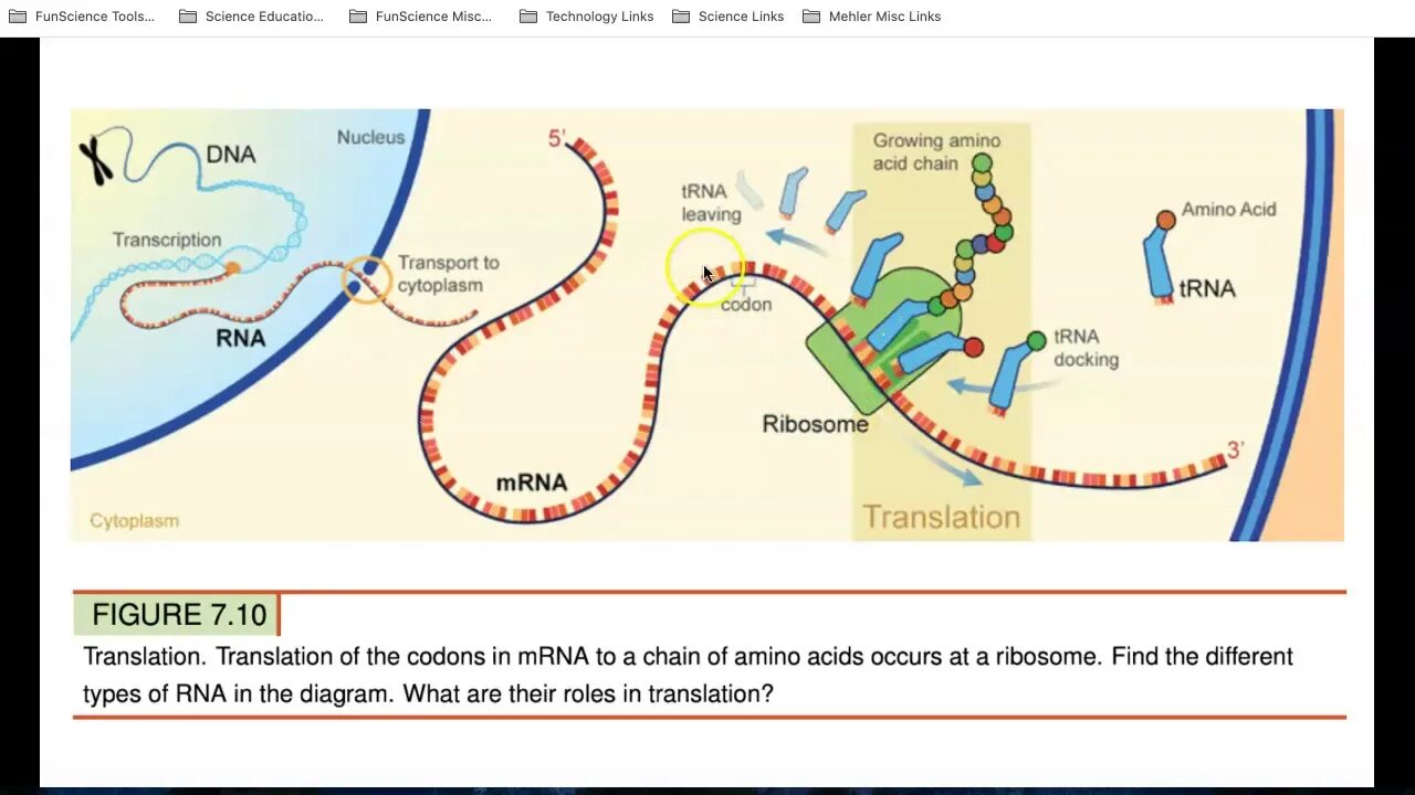 DNA Transcription. Translation MRNA. DNA Transcription and translation. Translation DNA RNA.