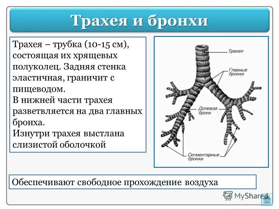 Функции трахеи