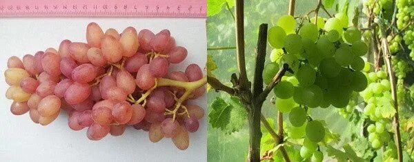 Виноград плодовый Преображение, C3 горшок, Н20-40 высота, 1 шт, Осень 2023 (9073