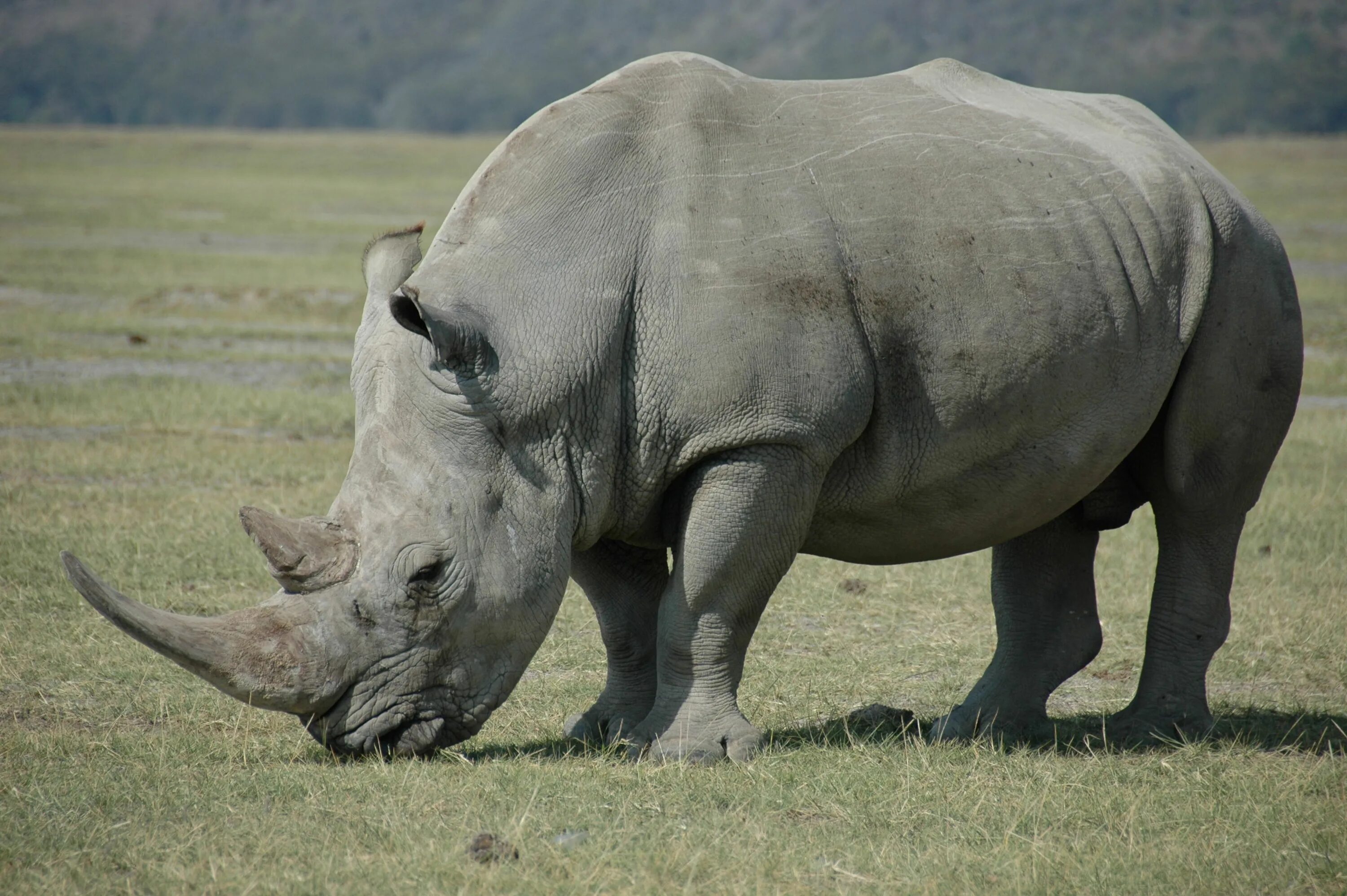 Rhino Африкан. Африканский белый носорог. Яванский носорог. Животные жарких стран. Страна носорогов