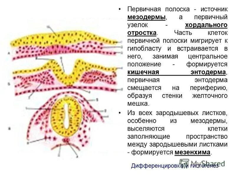 формирование первичной полоски. первичная полоска гистология. первичная полоска гаструляция. эмбриогенез птиц гаструляция. из клеточного материала первичной полоски формируется.