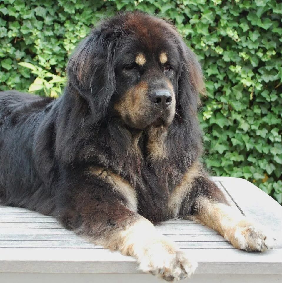 List of mastiff type breeds