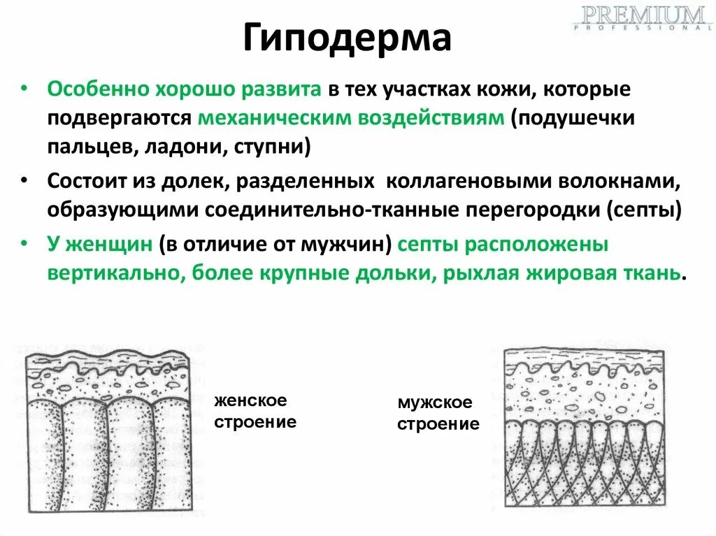 Гиподерма строение и функции. Гиподерма развивается из. Гиподерма образована клетками. Какая ткань образует гиподерму.