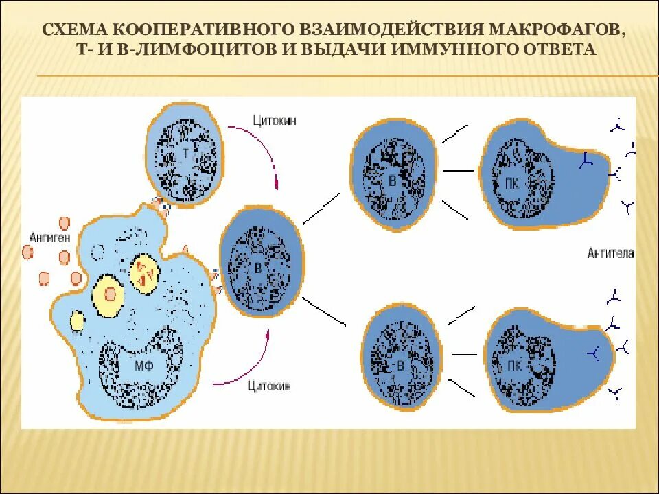 Взаимодействие т и в лимфоцитов и макрофагов в иммунном ответе. Схема иммунного ответа т и в лимфоциты. Фагоциты лимфоциты антитела. Взаимодействие т и в лимфоцитов. Макрофаги иммунный ответ