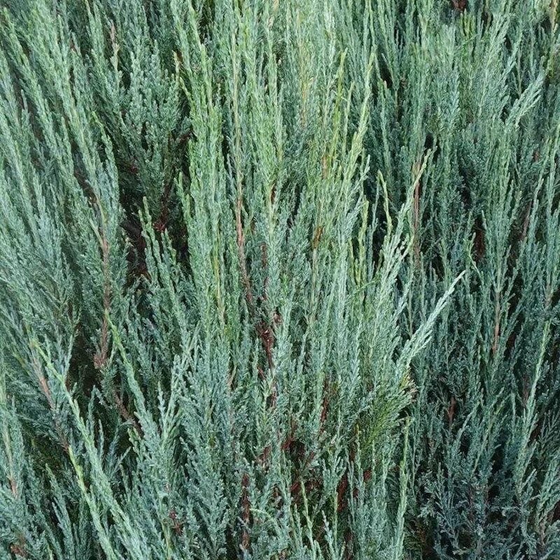 можжевельник scop. можжевельник блю эрроу. форма листовой пластинки можжевельника казацкого. можжевельник фишт. можжевельник фишт.