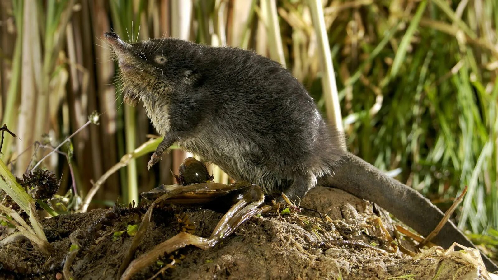 Землеройка бурозубка. Водяная землеройка кутора. Орел насекомоядное животное. Филин охотится. Щелезуб,выхухоль.