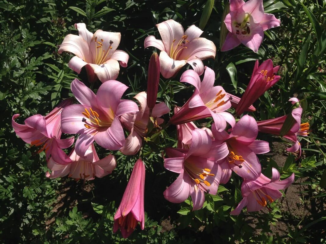 лилия трубчатая голден сплендор фото и описание. лилия регале альбум трубчатая. лилии трубчатые гибриды. лилия трубчатая голден сплендор. лилия регале альбум.