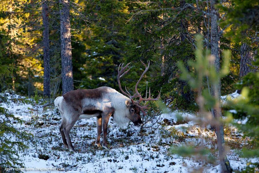 Северный олень в лесу