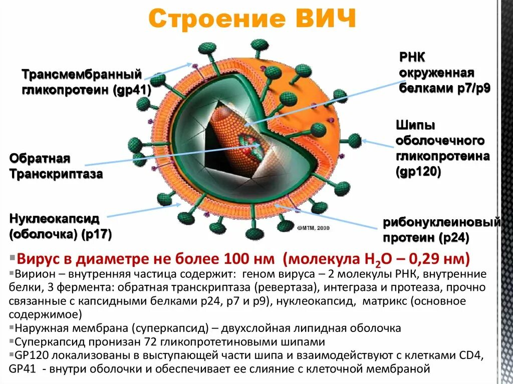 Вич описание. ВИЧ инфекция структура вириона. Вирус ВИЧ СПИД строение. Строение вируса ВИЧ инфекции. ВИЧ морфология вируса.