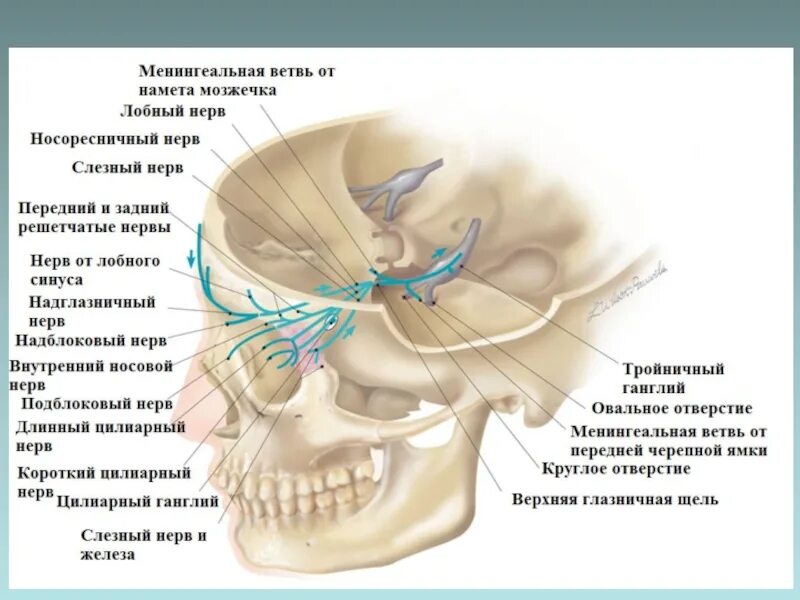 Лицевой нерв череп. Глазничная ветвь тройничного нерва. Тройничный нерв анатомия. Тройничный узел на черепе. Тройничный нерв иннервация глаза.