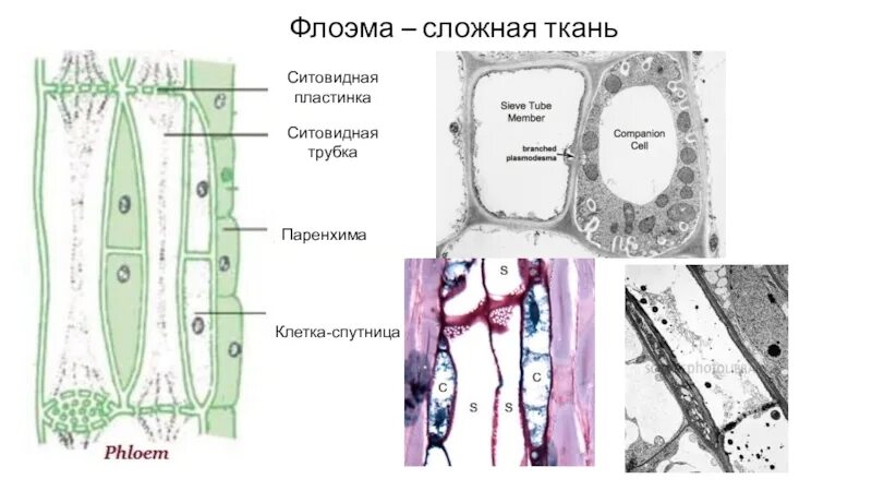 Ситовидные трубки флоэмы. Флоэма строение клетки. Флоэма представлена ситовидными трубками. Ситовидные трубки и клетки-спутницы. Признаки характерные для клеток флоэмы