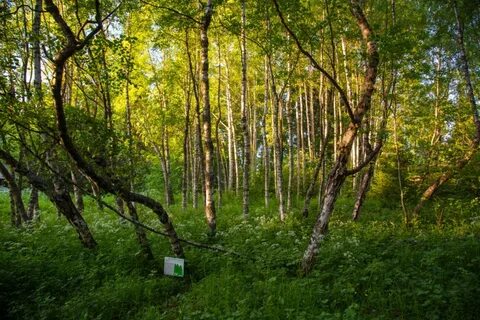 Карельская березка