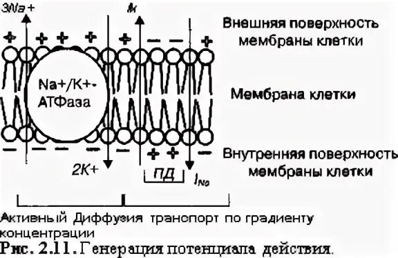Повышает проницаемость клеточных мембран