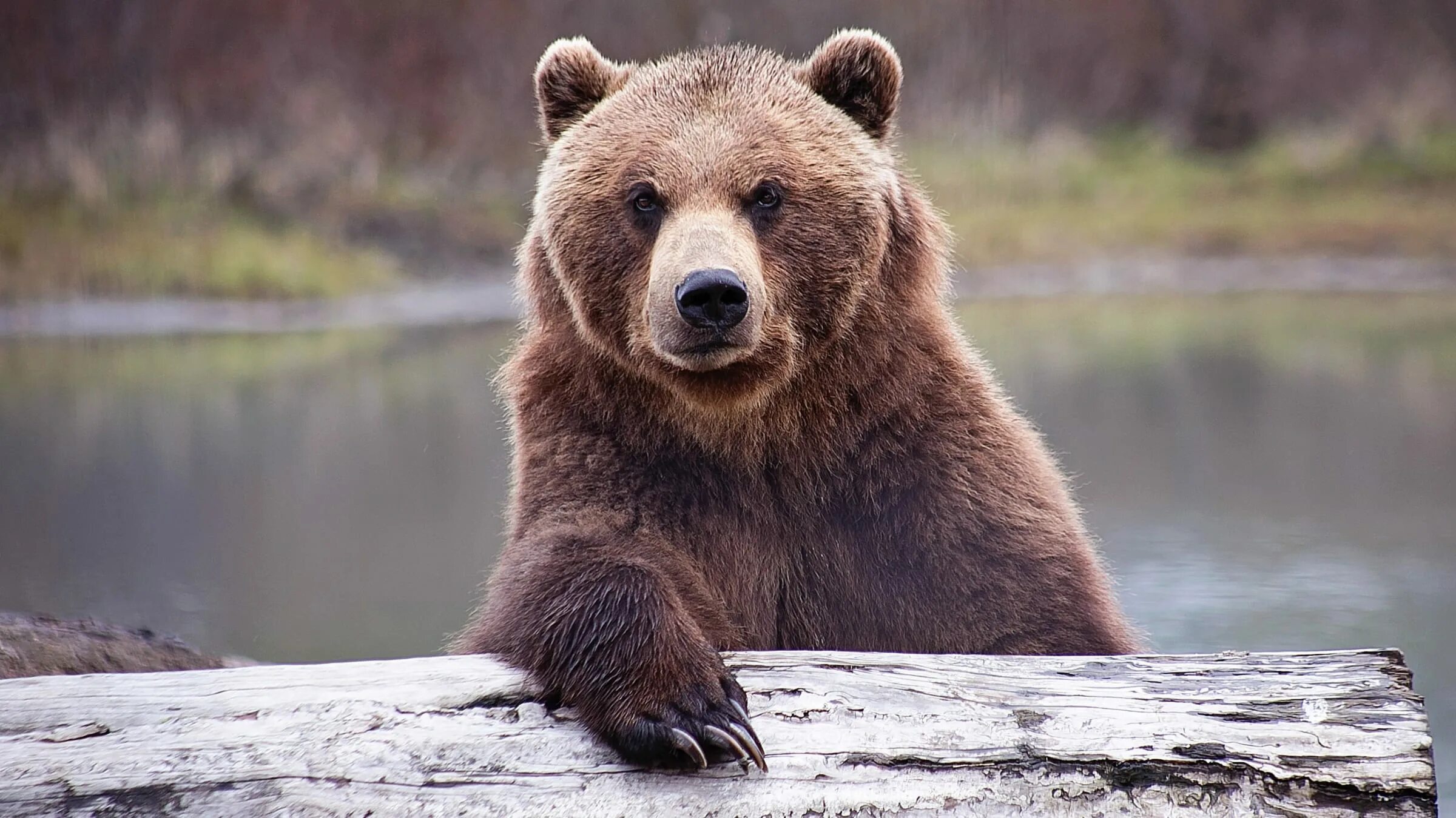 Бурый медведь факты. Бурый медведь интересные факты. Факты о медведях. Интересное о бурых медведях.