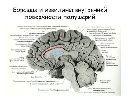 Извилина это