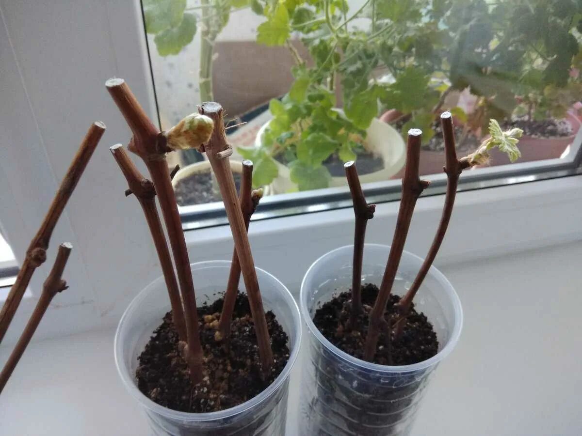 Когда начинать проращивать черенки винограда. Зимующие черенки винограда. Укореняем черенки винограда. Чубуки винограда проращивание. Черенки виноградной лозы.