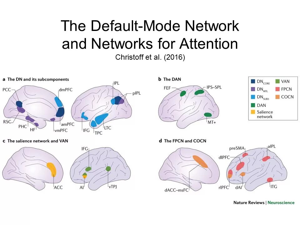 Default scale. Маркус Рейчел дефолт система мозга. Дефолт система мозга сеть выявления значимости. Пассивная система мозга. Три сети мозга.