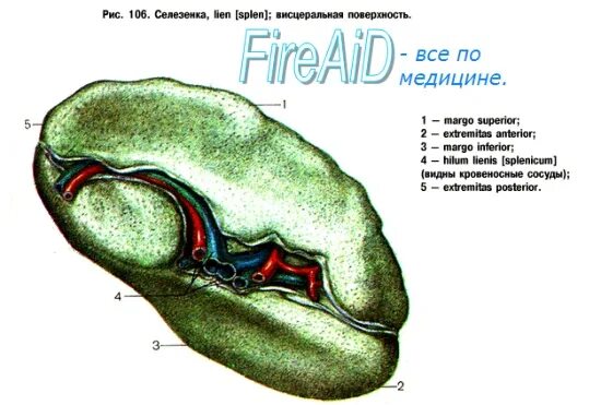 Селезенка. Схема строения селезенки. Селезенка анатомия.