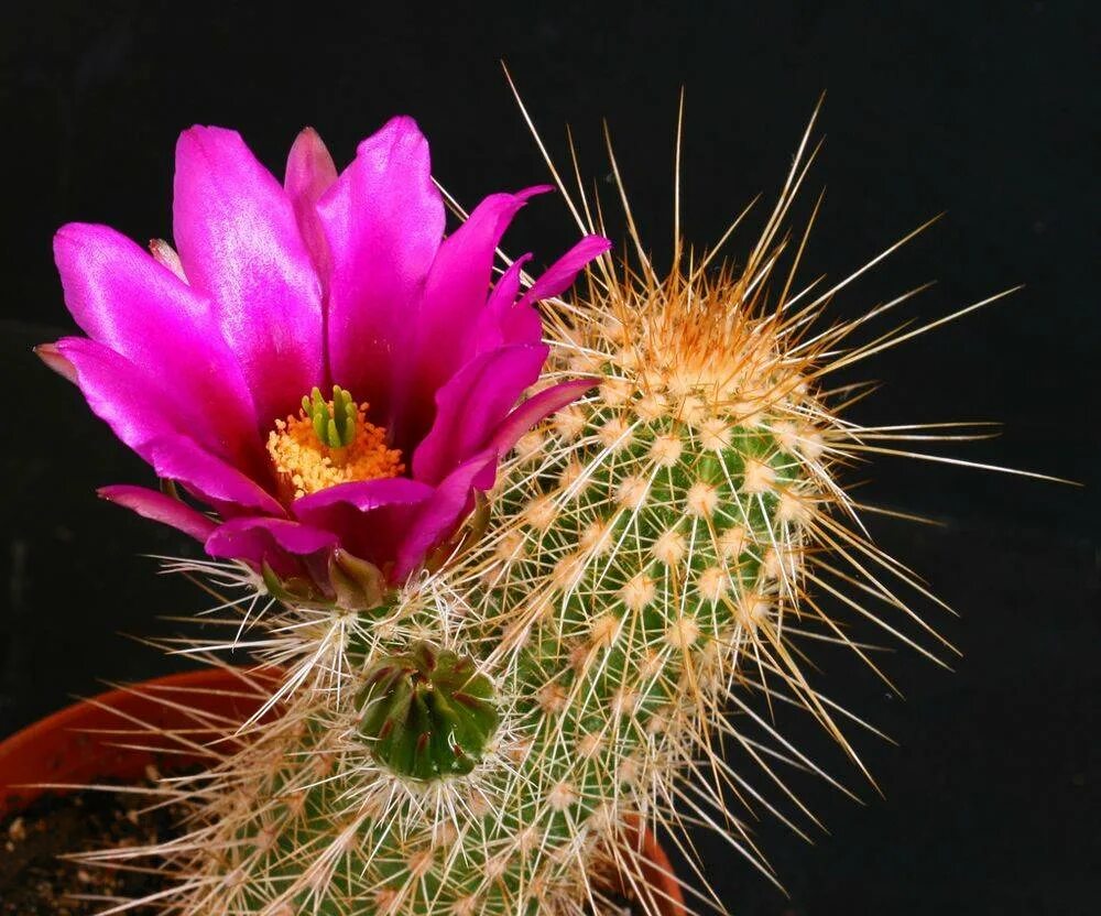 Эхиноцереус пальмера echinocereus palmeri. Эхиноцереус шарлаховый. Эхиноцереус рейхенбаха. Эхиноцереус субинермис. Эхиноцереус шарлаховый непоседа.