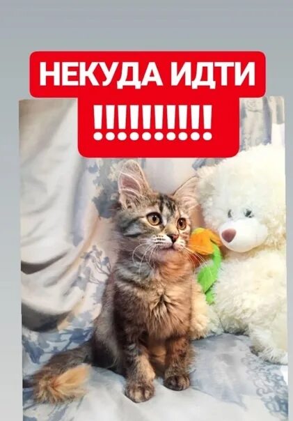 Мама помоги котенку