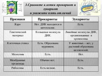 Генетический материал клетки