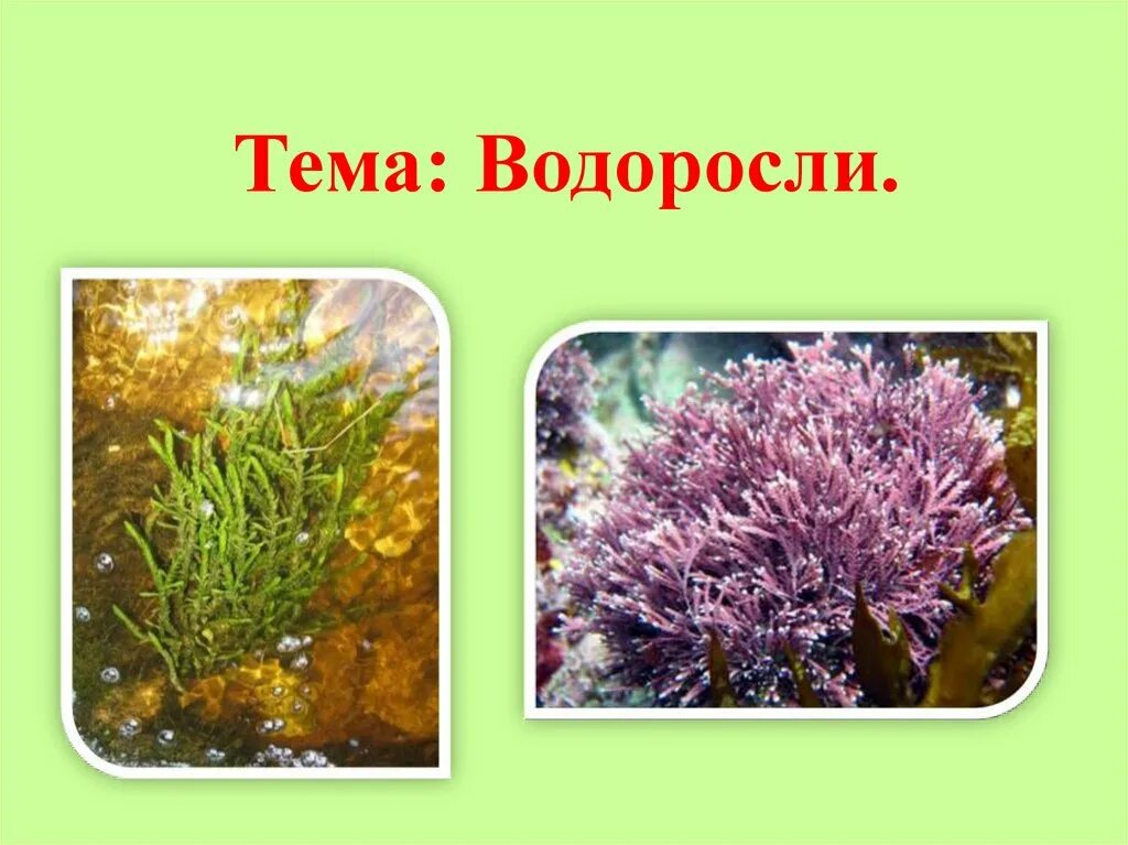 Тема водоросли. Презентация на тему водоросли. Тема водоросли 5 класс. Проект про водоросли.