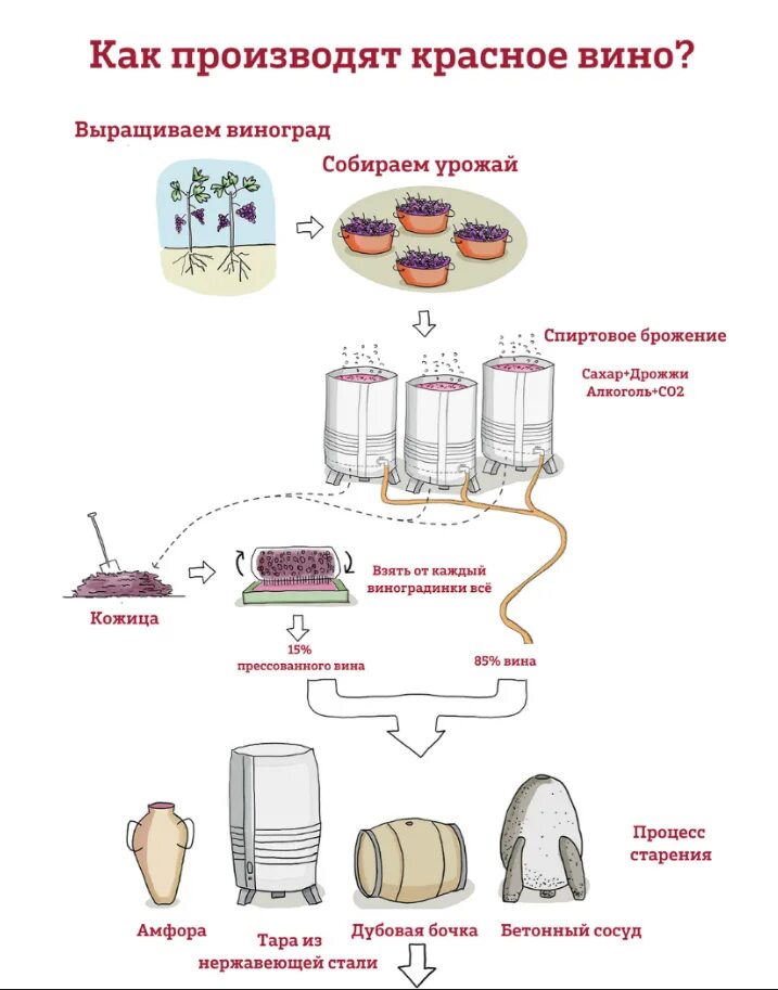 Производство вина из винограда. Схема производства вина красное и белое. Схема производства виноградных вин. Виноделие этапы производства вина. Этапы производства красного вина.