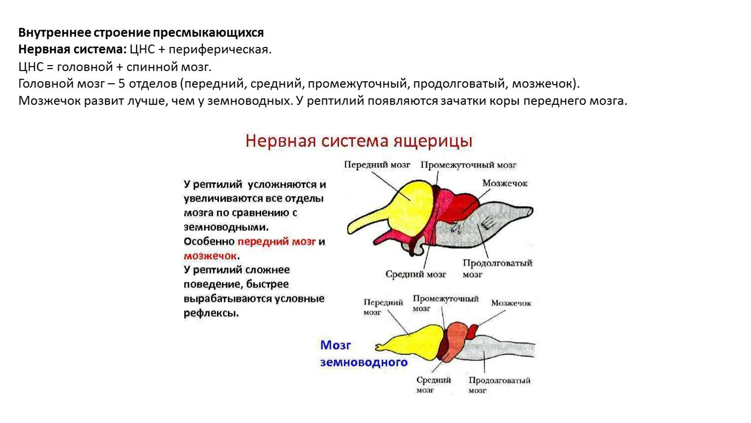 Нервная система пресмыкающихся и млекопитающих. Нервная система пресмыкающихся рептилий. Нервная система рептилий схема. Строение головного мозга рептилий. Строение головного мозга лягушки.