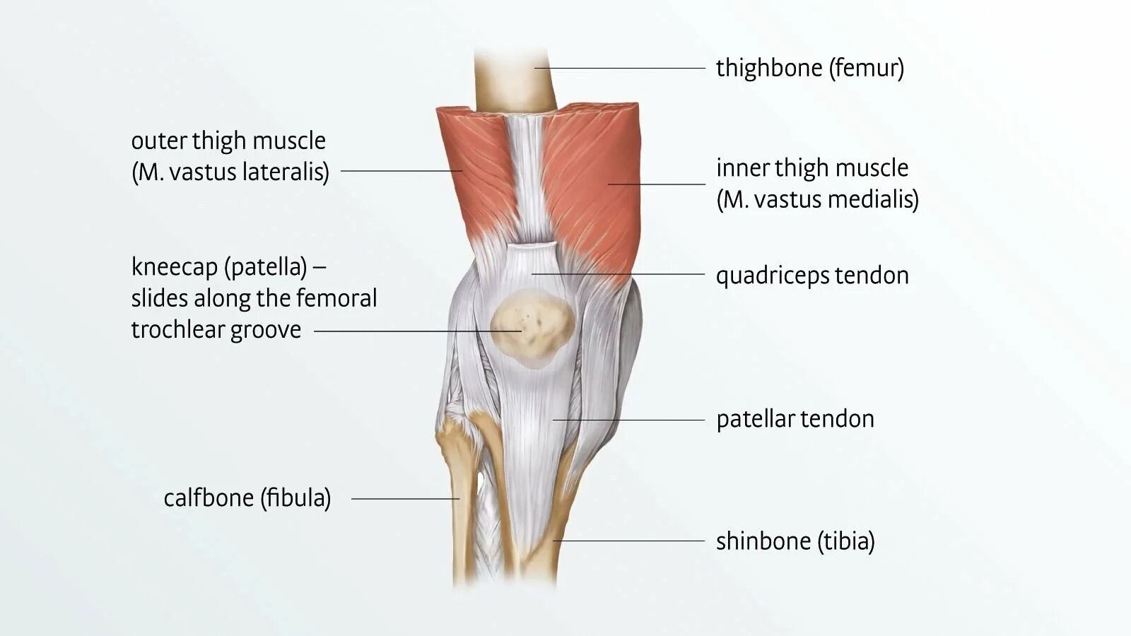 Собственная фасция бедра. Мышцы и связки коленного сустава анатомия. Сухожилие четырехглавой мышцы бедра анатомия. Коленный сустав связки и сухожилия анатомия. Коленный сустав кости связки мышцы.